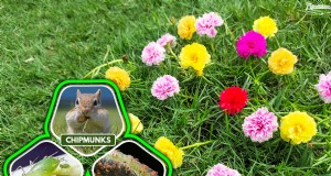 ポーチュラカの葉が閉じるのはなぜですか？トラブルシューティングと開花のヒント 