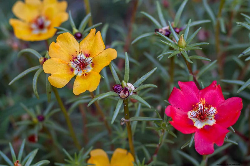 Waarom sluiten de Portulaca-bladeren? Problemen oplossen en bloeitips 
