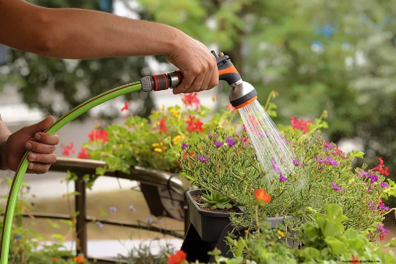 Waarom sluiten de Portulaca-bladeren? Problemen oplossen en bloeitips 