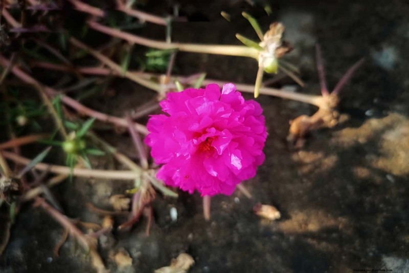 Waarom sluiten de Portulaca-bladeren? Problemen oplossen en bloeitips 