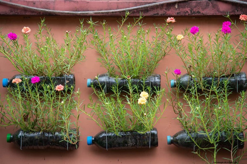 Waarom sluiten de Portulaca-bladeren? Problemen oplossen en bloeitips 