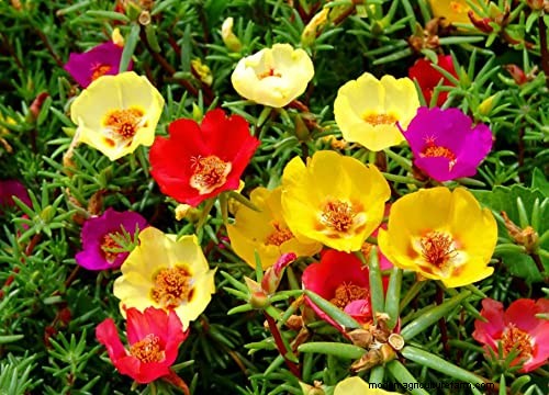 Waarom sluiten de Portulaca-bladeren? Problemen oplossen en bloeitips 