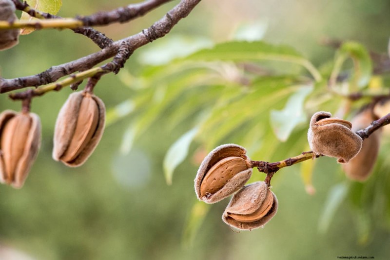 Amandelbomen kweken uit zaden:een uitgebreide gids 
