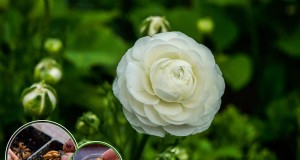 ラナンキュラスの球茎を植える:見事な花を咲かせるための完全ガイド 