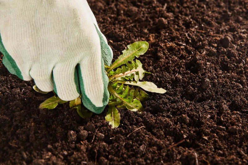 Roundup 365 vs. Extended Control:Hauptunterschiede und Unkrautprävention 
