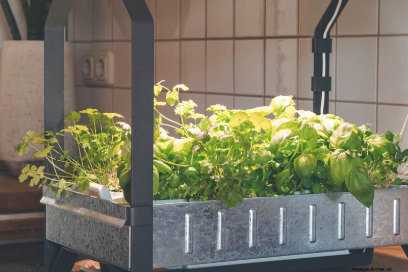 Problem mit der roten Ampel bei Aerogarden:Fehlerbehebung und Wasserstand 