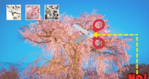 Trauerkirschbäume beschneiden:Sollten Sie die Spitze abschneiden? 