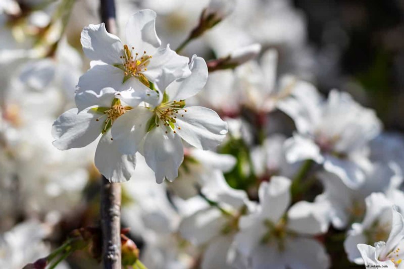 Snoeien van huilende kersenbomen:moet je de top afsnijden? 
