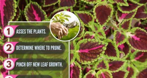 Erreichen Sie Bushy Coleus:Eine Schritt-für-Schritt-Anleitung für lebendiges Laub 