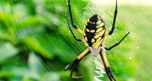 Gartenspinnen:Sind sie gefährlich für Menschen und Haustiere? (Bisse &Gift) 