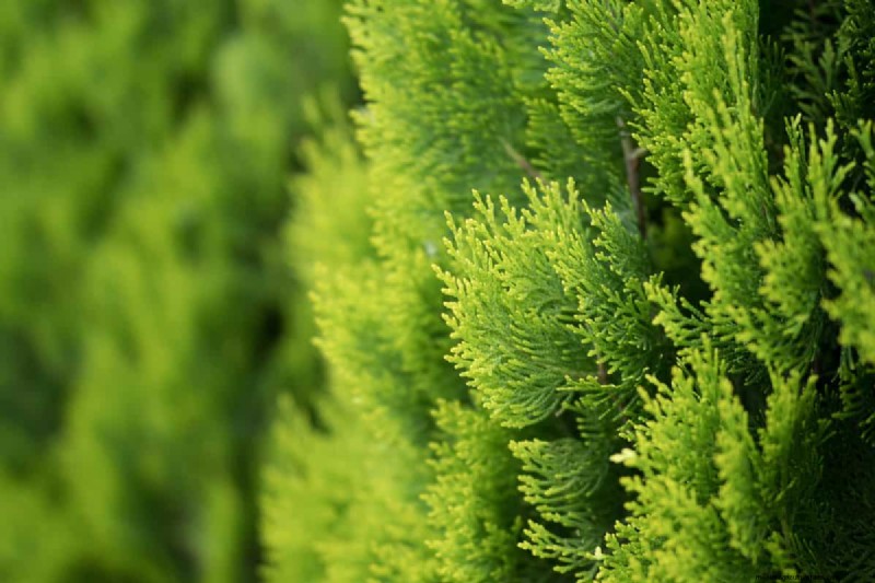 Knochenmehl und Holzasche für Nadelbäume:Vorteile und Alternativen 