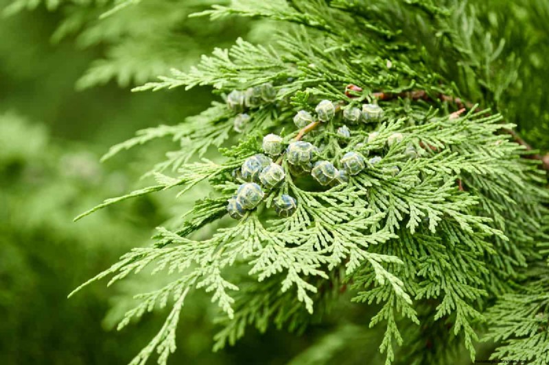 Knochenmehl und Holzasche für Nadelbäume:Vorteile und Alternativen 