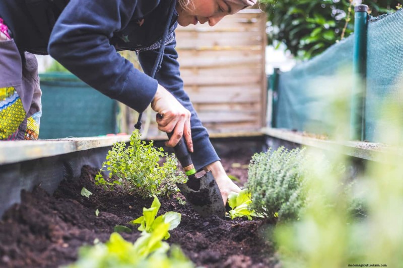 Hochbeet-Gemüsegarten:Eine Schritt-für-Schritt-Anleitung für Anfänger 