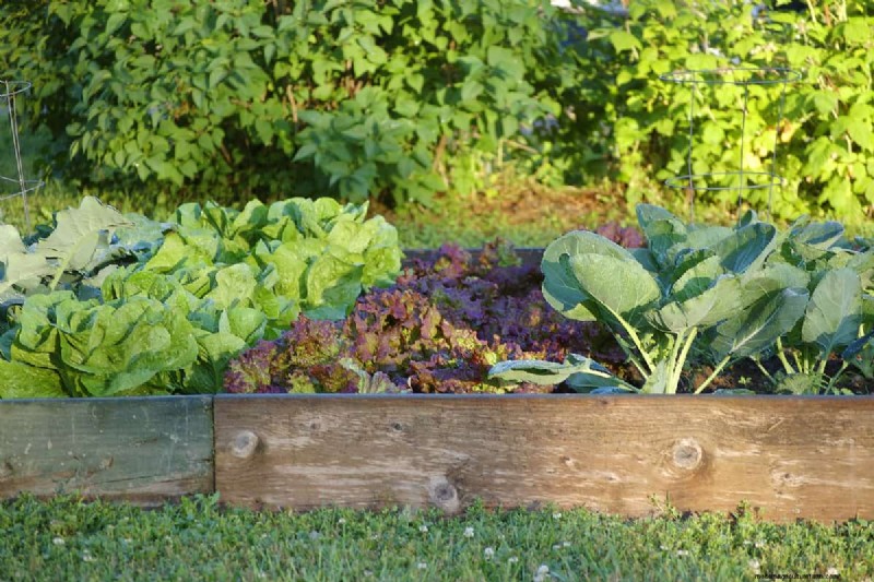 Hochbeet-Gemüsegarten:Eine Schritt-für-Schritt-Anleitung für Anfänger 