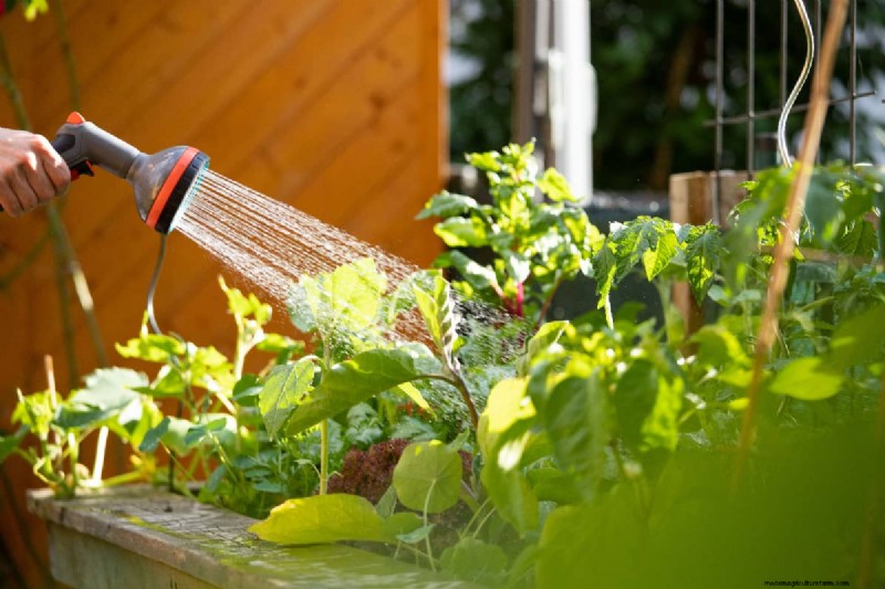 Hochbeet-Gemüsegarten:Eine Schritt-für-Schritt-Anleitung für Anfänger 