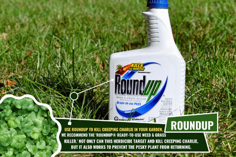 Roundup vs. Creeping Charlie:Funktioniert es? 