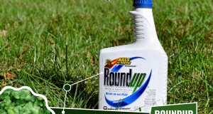 Roundup vs. Creeping Charlie:Funktioniert es? 