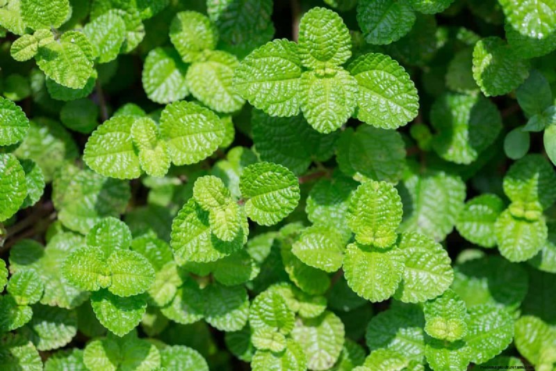 Roundup vs. Creeping Charlie:Funktioniert es? 