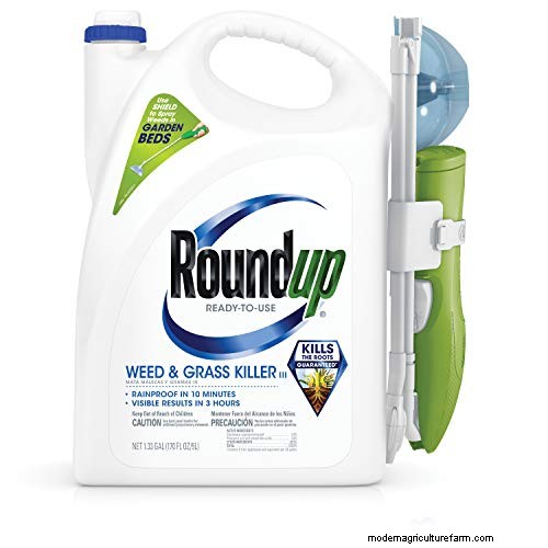 Roundup vs. Creeping Charlie:Funktioniert es? 