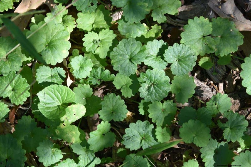 Roundup vs. Creeping Charlie:Funktioniert es? 