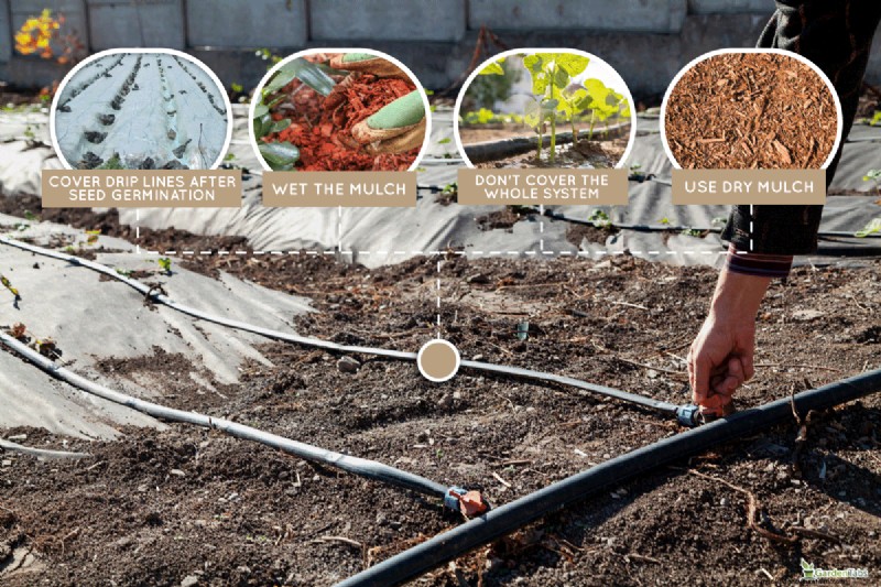 Tropfbewässerung:Über oder unter Mulch? Best Practices erklärt 