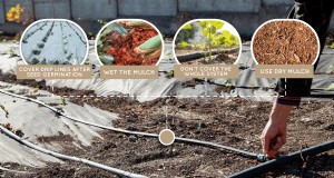 Tropfbewässerung:Über oder unter Mulch? Best Practices erklärt 