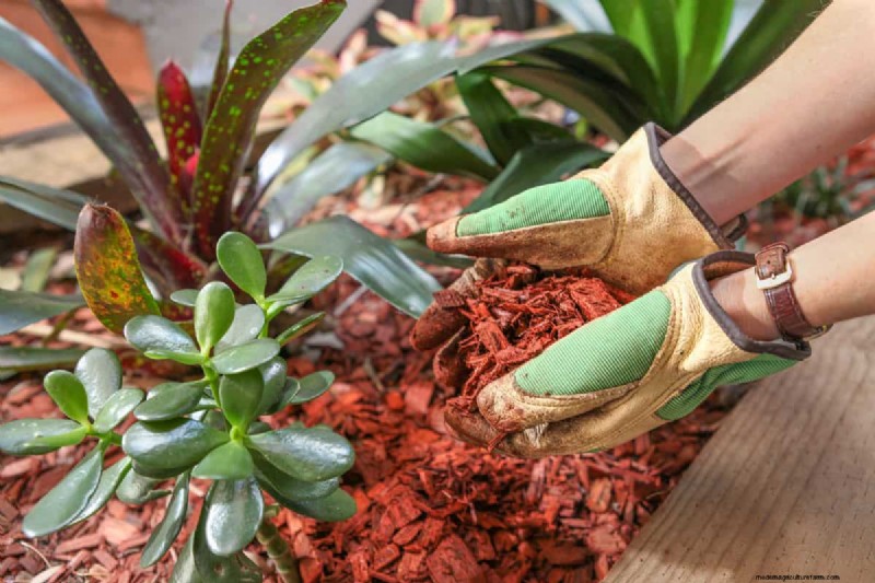 Tropfbewässerung:Über oder unter Mulch? Best Practices erklärt 