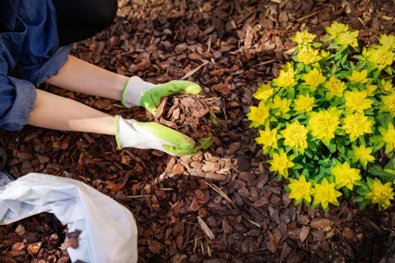 Tropfbewässerung:Über oder unter Mulch? Best Practices erklärt 