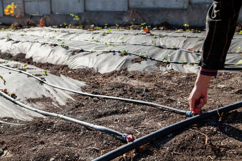 Tropfbewässerung:Über oder unter Mulch? Best Practices erklärt 