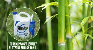 Roundup und Bambus:Effektive Kontrolle und Rhizomzerstörung 