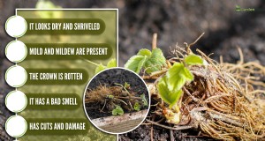 Het identificeren van dode aardbeien met blote wortel:een uitgebreide gids 