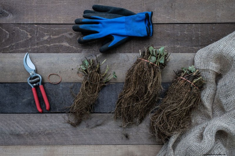 Het identificeren van dode aardbeien met blote wortel:een uitgebreide gids 