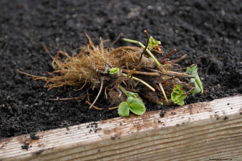 Het identificeren van dode aardbeien met blote wortel:een uitgebreide gids 