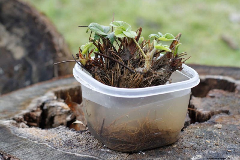 Het identificeren van dode aardbeien met blote wortel:een uitgebreide gids 