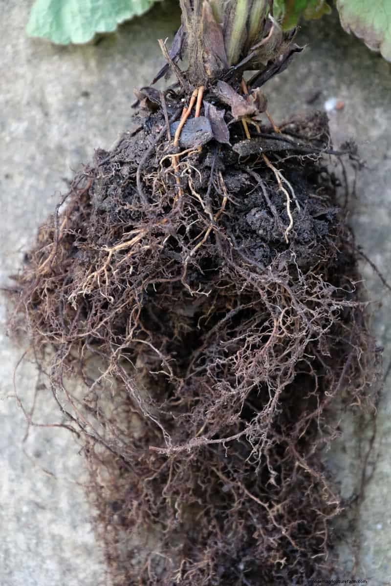Het identificeren van dode aardbeien met blote wortel:een uitgebreide gids 