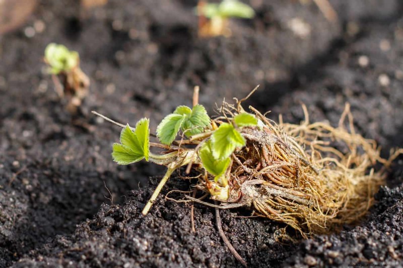 Het identificeren van dode aardbeien met blote wortel:een uitgebreide gids 