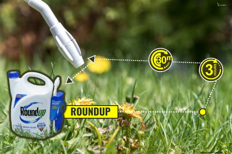 Roundup-Wirksamkeit und Regen:Wie lange dauert es, bis es wirkt? 
