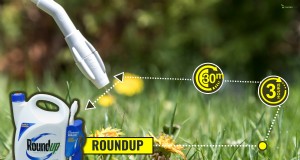 Roundup-Wirksamkeit und Regen:Wie lange dauert es, bis es wirkt? 