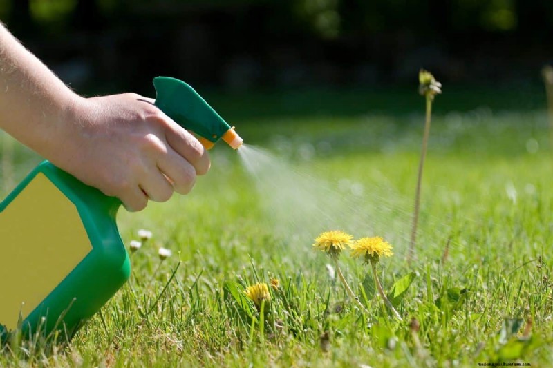Roundup-Wirksamkeit und Regen:Wie lange dauert es, bis es wirkt? 