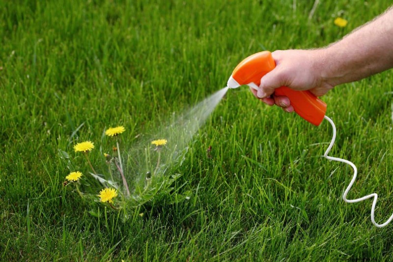 Roundup-Wirksamkeit und Regen:Wie lange dauert es, bis es wirkt? 