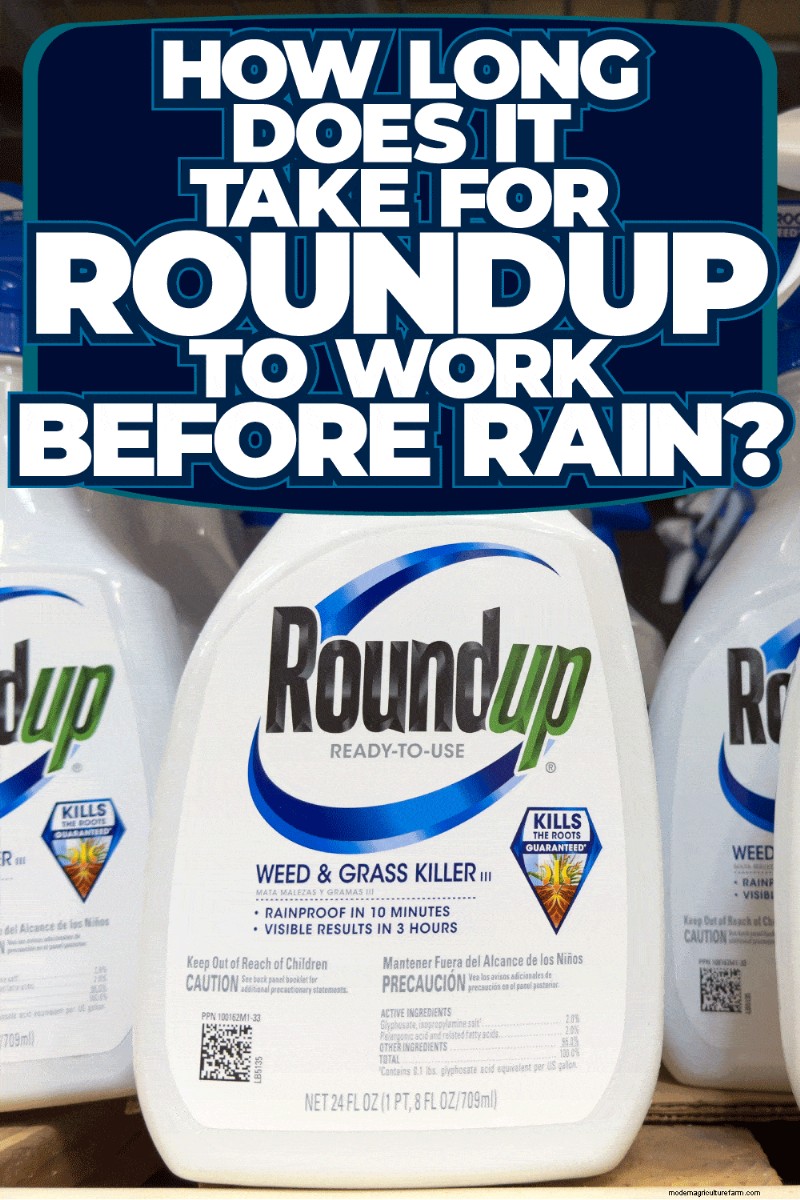 Roundup-Wirksamkeit und Regen:Wie lange dauert es, bis es wirkt? 