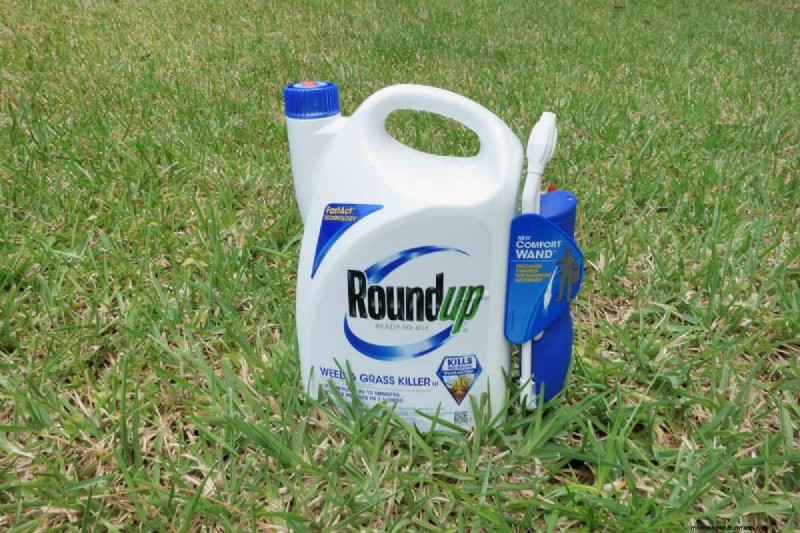 Roundup-Wirksamkeit und Regen:Wie lange dauert es, bis es wirkt? 