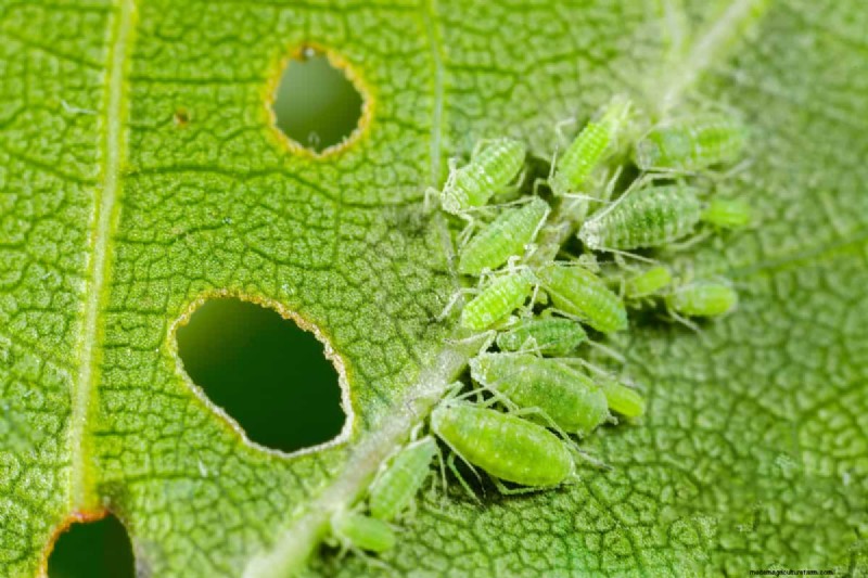 チューリップの木の開花時期:いつと何が予想されるか 