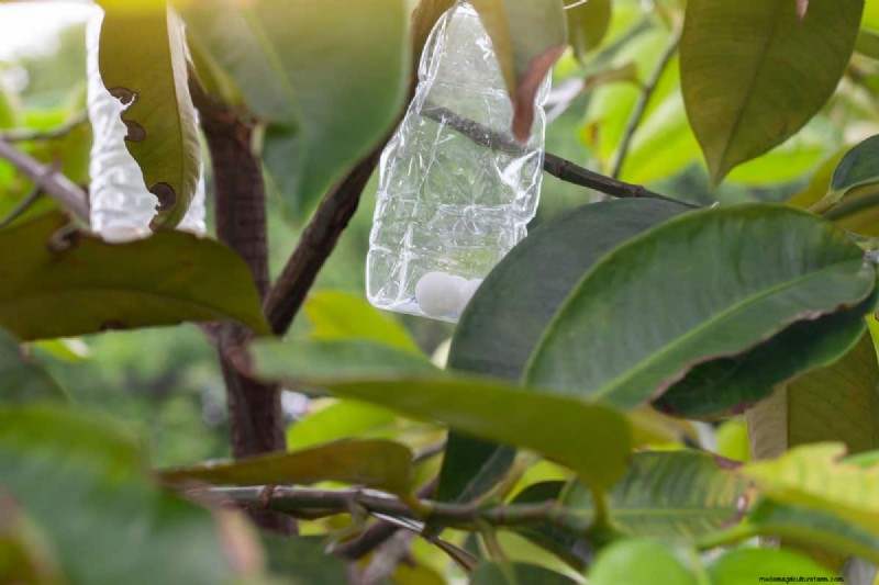 庭の防虫剤:効果と安全性ガイド 