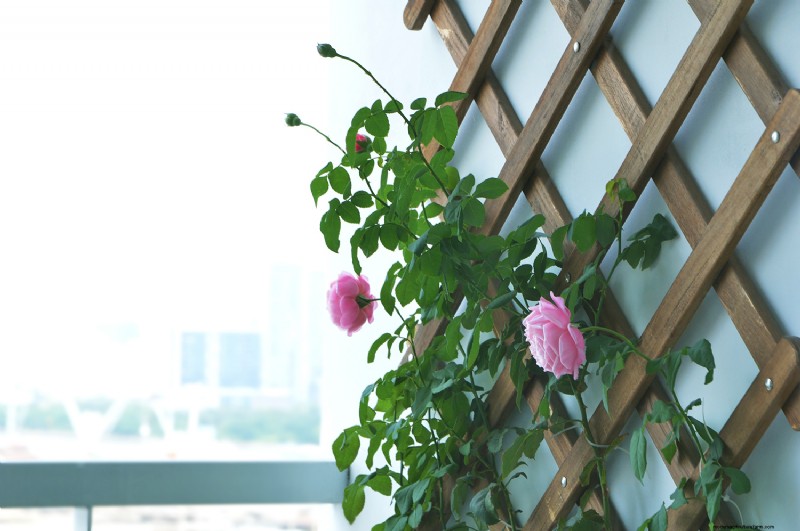 放浪するユダヤ人の植物はトレリスに登ることができますか? |ガーデニングのノウハウ 