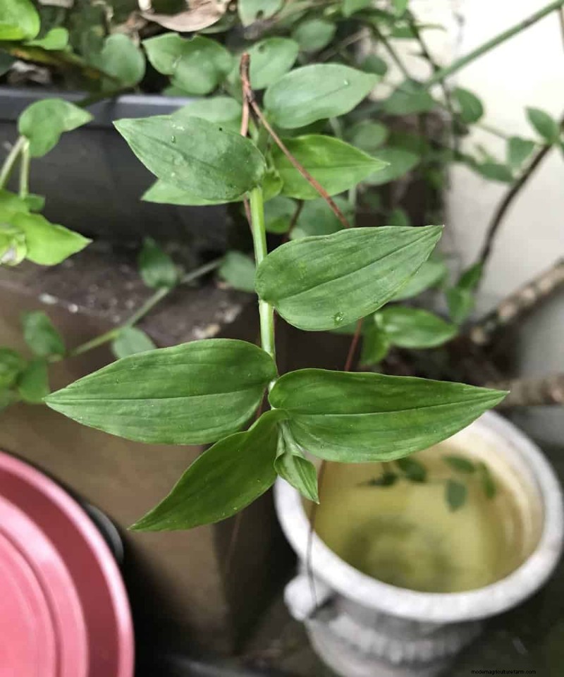 放浪するユダヤ人の植物はトレリスに登ることができますか? |ガーデニングのノウハウ 