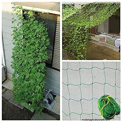 放浪するユダヤ人の植物はトレリスに登ることができますか? |ガーデニングのノウハウ 