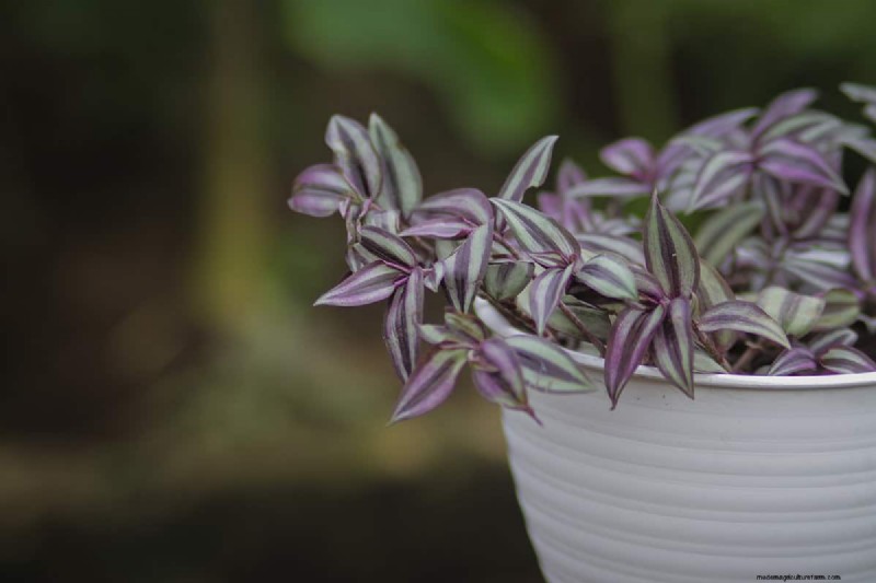 放浪するユダヤ人の植物はトレリスに登ることができますか? |ガーデニングのノウハウ 