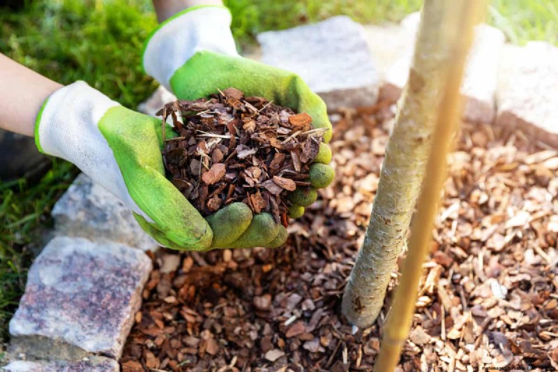 マルチベッドの作成:健康な植物のためのステップバイステップガイド 