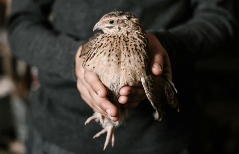 Kwartel versus kippen:voordelen en voordelen van het grootbrengen van kwartels 